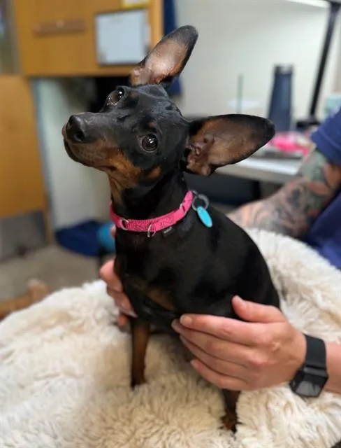 A young medium-sized female Miniature Pinscher dog named Diamond for adoption in Leesburg, VA