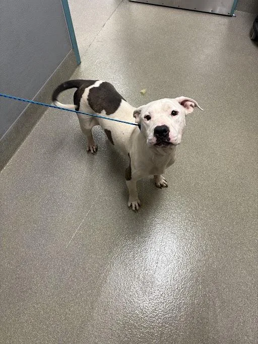 An adult large-sized female Pit Bull Terrier dog named Chrissy Snow for adoption in Las Vegas, NV
