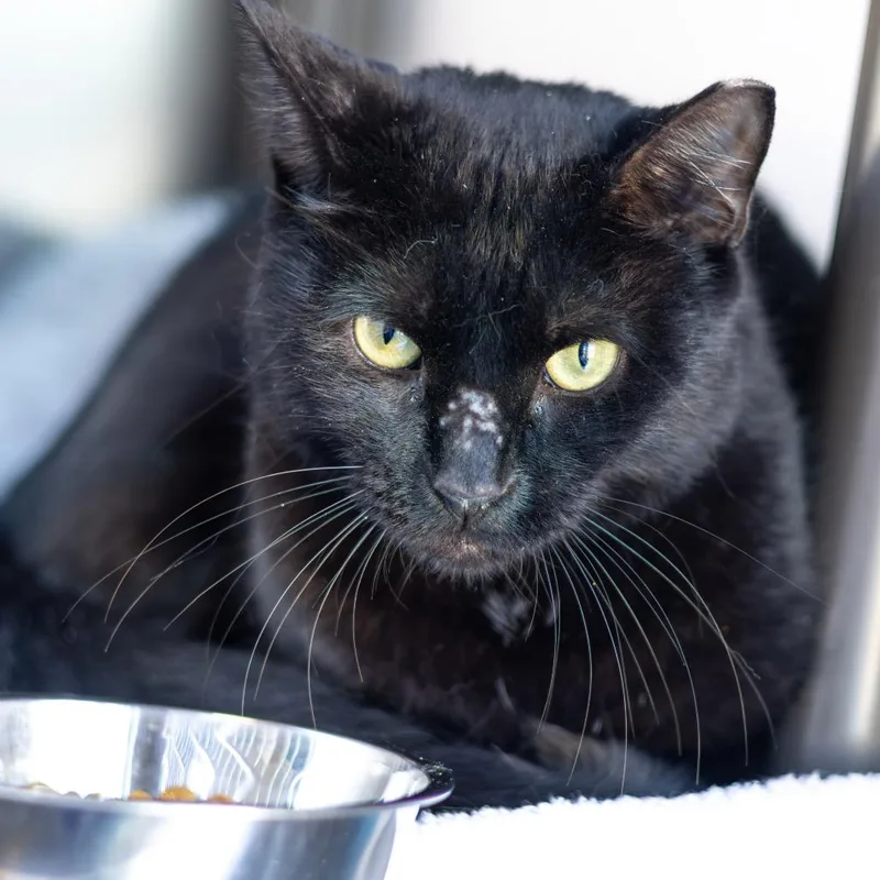 A young large-sized male Black Domestic Short Hair cat named Roscoe for adoption in Newark, DE