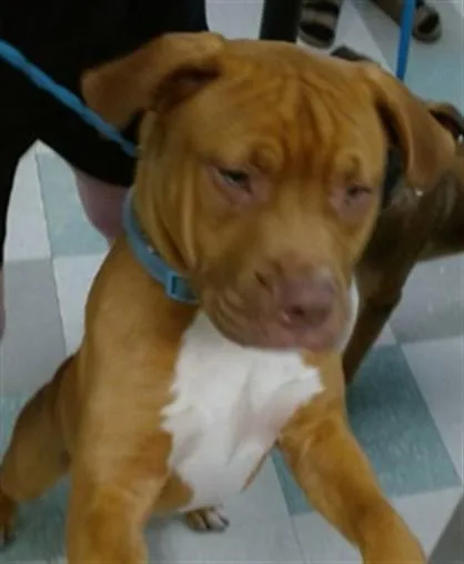 A young medium-sized male Pit Bull Terrier dog named A for adoption in Oklahoma City, OK