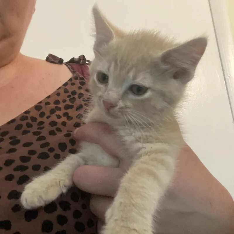A baby small-sized male Buff / Tan / Fawn Domestic Short Hair cat named Symphony for adoption in Evanston, IL