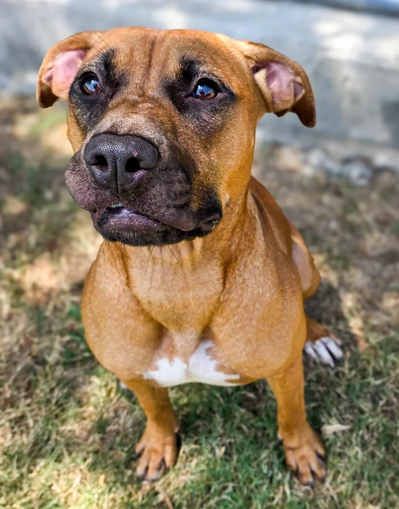 An adult medium-sized female Boxer dog named Liza for adoption in Gainesville, TX