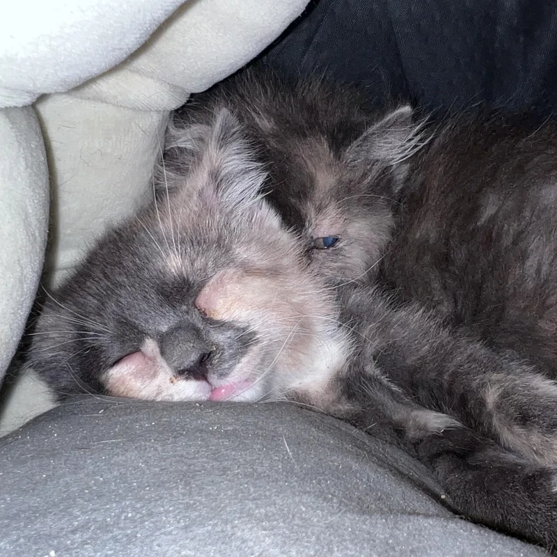 A baby small-sized female Dilute Calico Domestic Short Hair cat named Sylvie for adoption in Maplewood, NJ