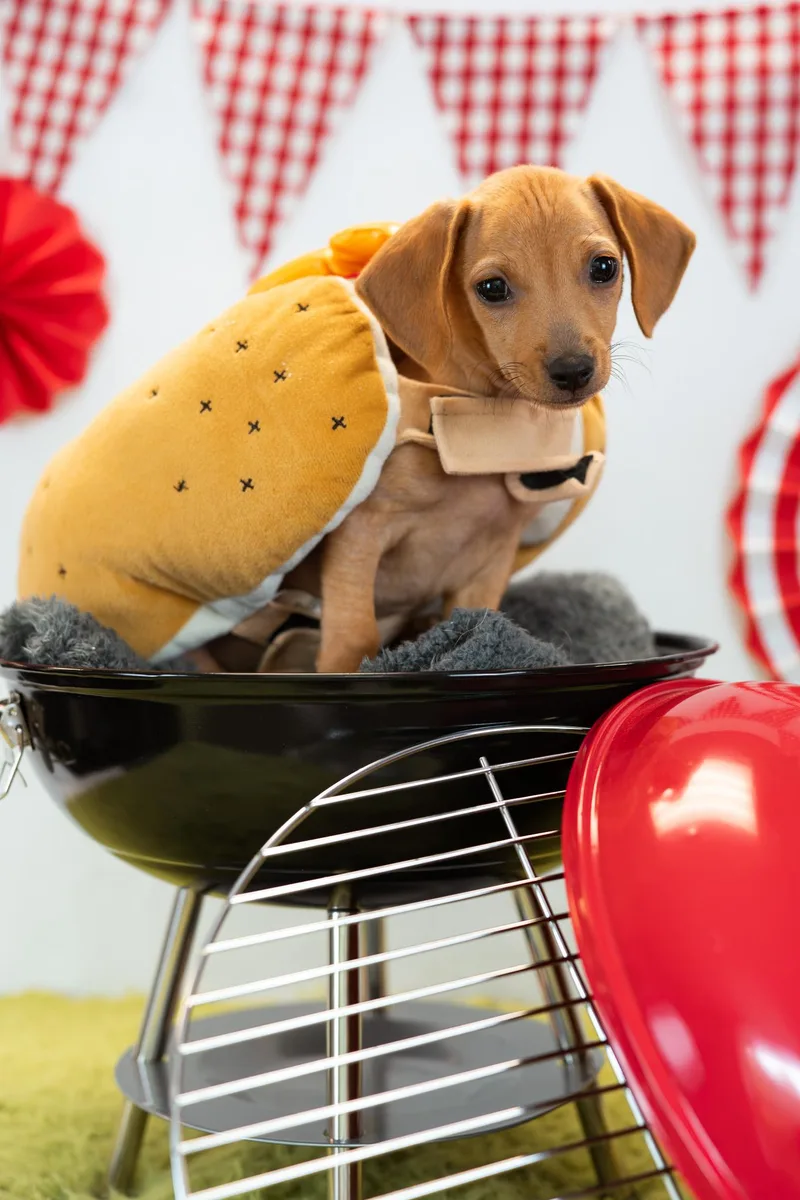 A baby small-sized male Dachshund dog named Oscar for adoption in Avon, CT
