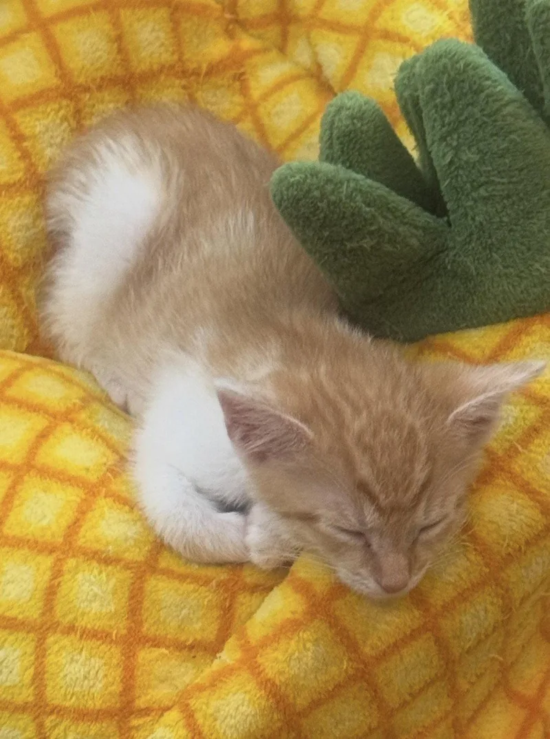A baby medium-sized male Tabby cat named Dennis for adoption in Georgetown, KY
