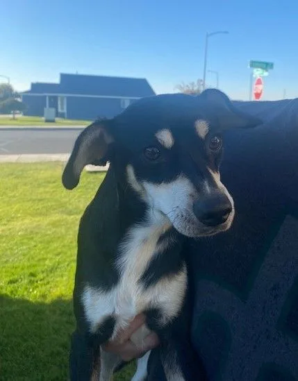 Clifford thumbnail 2