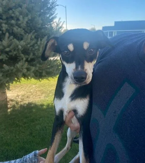 Clifford thumbnail 3