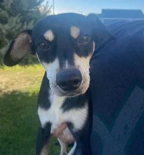 Clifford thumbnail 4