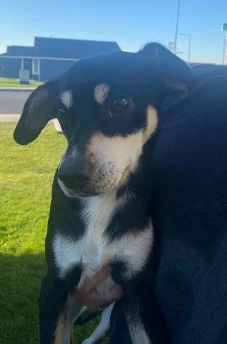 Clifford thumbnail 5