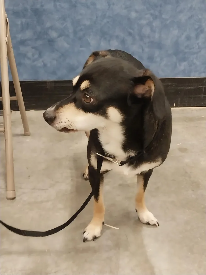 Clifford thumbnail 6