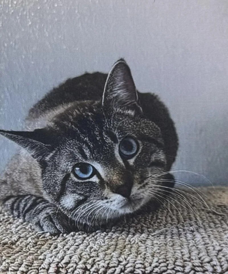 An adult medium-sized male Domestic Short Hair cat named Romeo for adoption in Fort Madison, IA