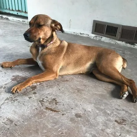 Xena