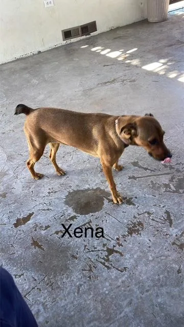 Xena thumbnail 2