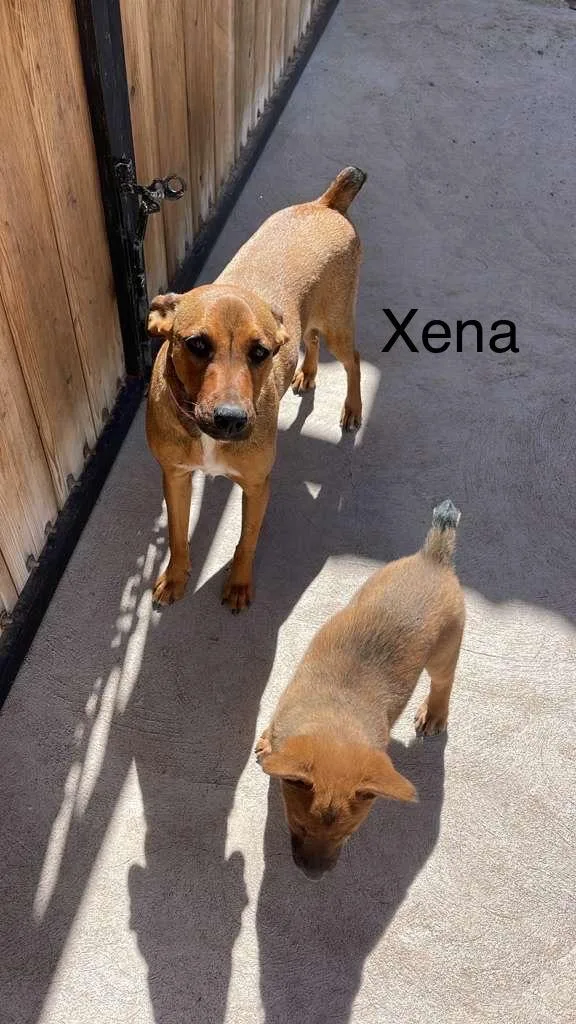 Xena thumbnail 5
