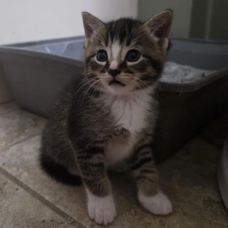 A baby small-sized female Brown / Chocolate Domestic Short Hair cat named Latte C for adoption in Princeton, MN