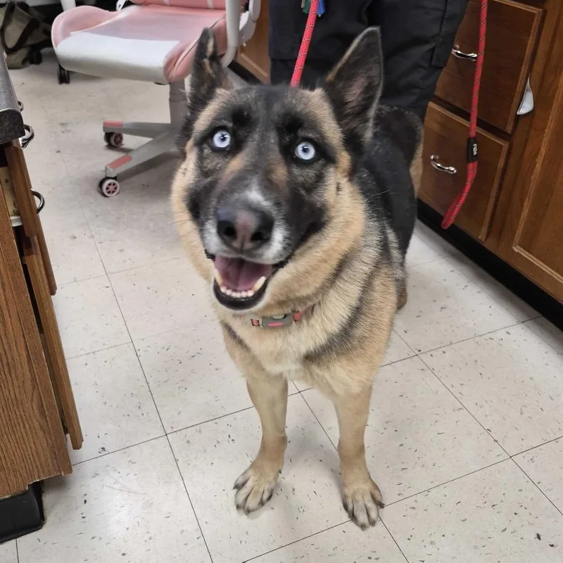 An adult large-sized female Black Mixed Breed dog named Plaster Of Paris for adoption in Davenport, IA