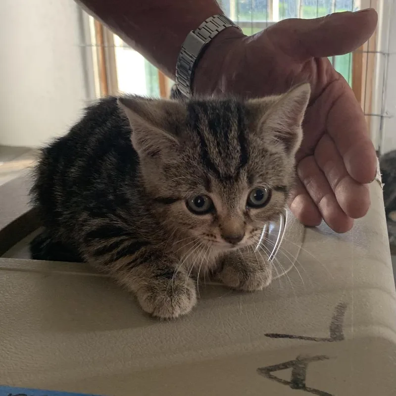 A baby small-sized female Gray / Blue / Silver Domestic Short Hair cat named Eden Estep for adoption in Woodstock, VA