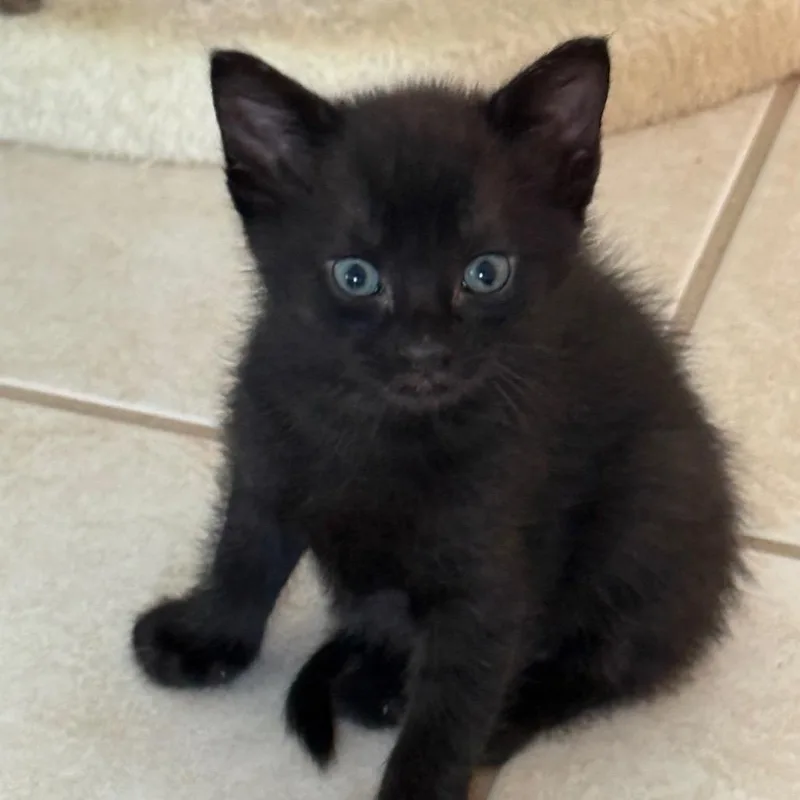 A baby small-sized female Black Domestic Short Hair cat named Slinky for adoption in Germantown, MD