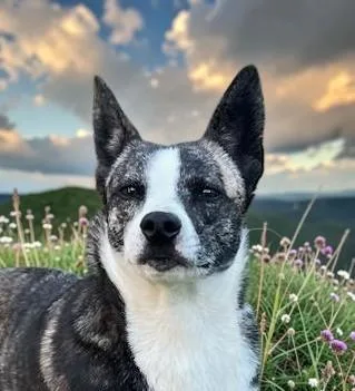 An adult medium-sized female Black Australian Cattle Dog / Blue Heeler dog named Sparta for adoption in Ventura, CA