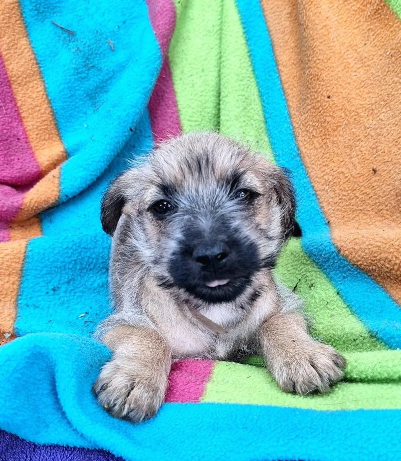 A baby small-sized male Black Yorkshire Terrier dog named Toyko Brt for adoption in Missouri City, TX