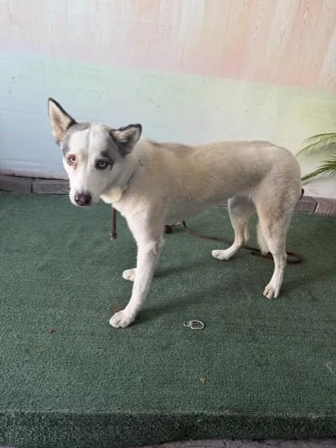 A young medium-sized female Siberian Husky dog named Luna for adoption in Baldwin Park, CA