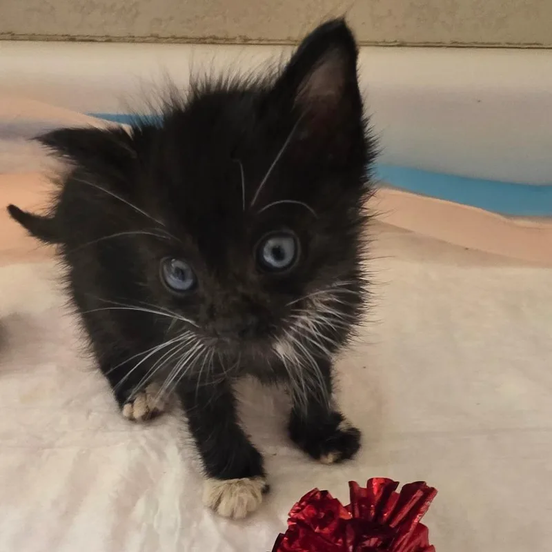 A baby small-sized female Black Domestic Short Hair cat named Rapha for adoption in Escondido, CA