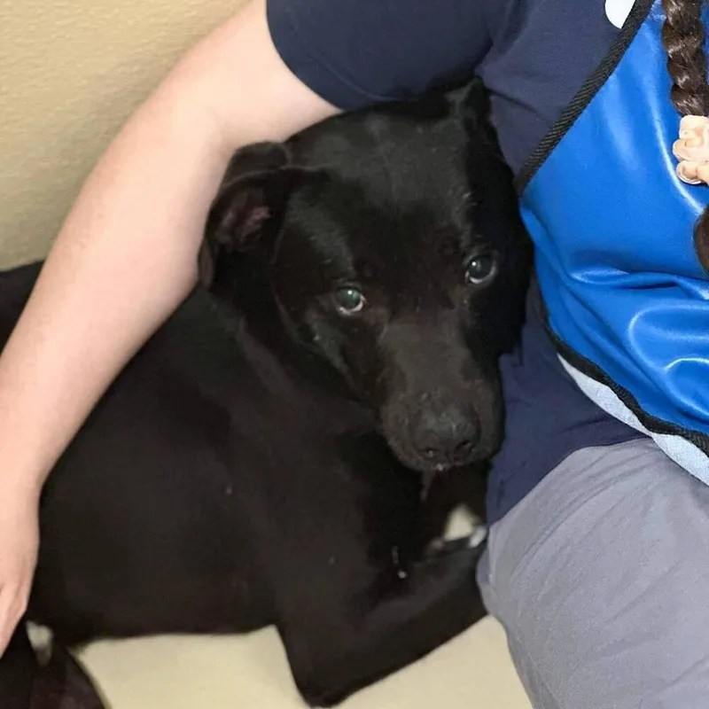 An adult medium-sized male Tricolor (Brown, Black, & White) Labrador Retriever dog named River Run for adoption in Long Island City, NY