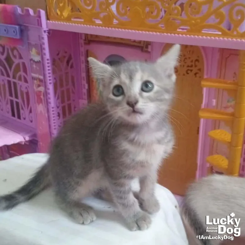 A baby medium-sized female Domestic Short Hair cat named Lil Lilo for adoption in Washington, DC