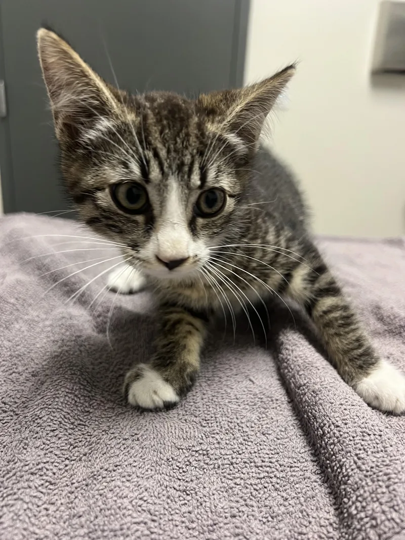 A baby small-sized female Domestic Short Hair cat named Leah for adoption in Chico, CA