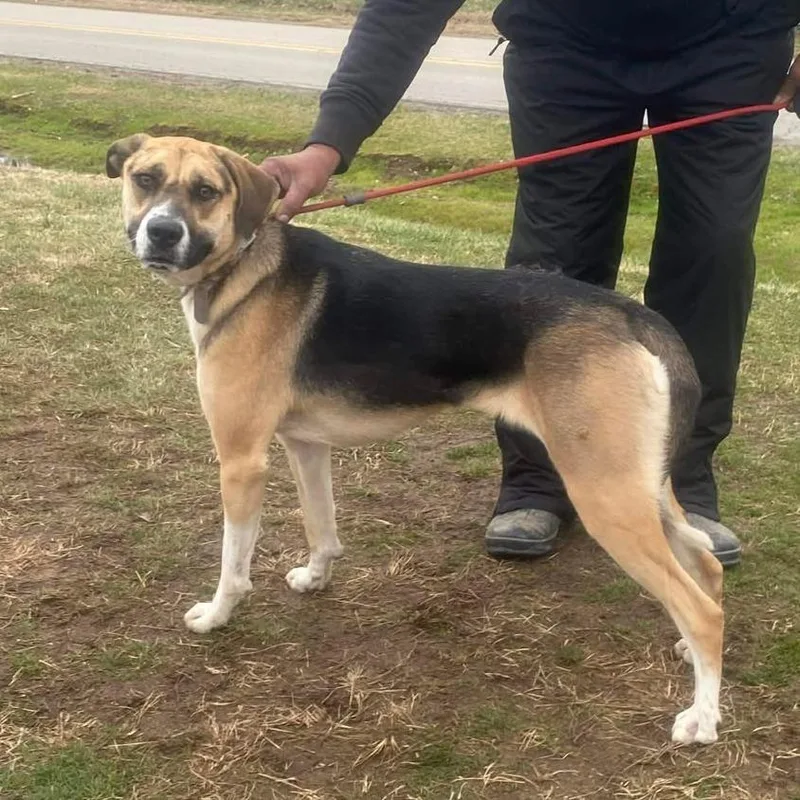An adult medium-sized female Black Mixed Breed dog named Tinsley for adoption in Huntington, WV