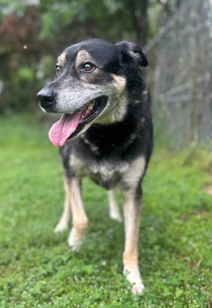 A senior medium-sized female Shepherd dog named Zena for adoption in Russellville, KY