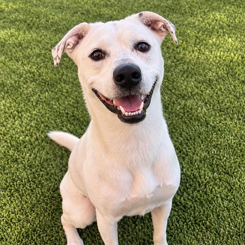 An adult medium-sized male White / Cream Mixed Breed dog named Banks for adoption in Fredericksburg, TX