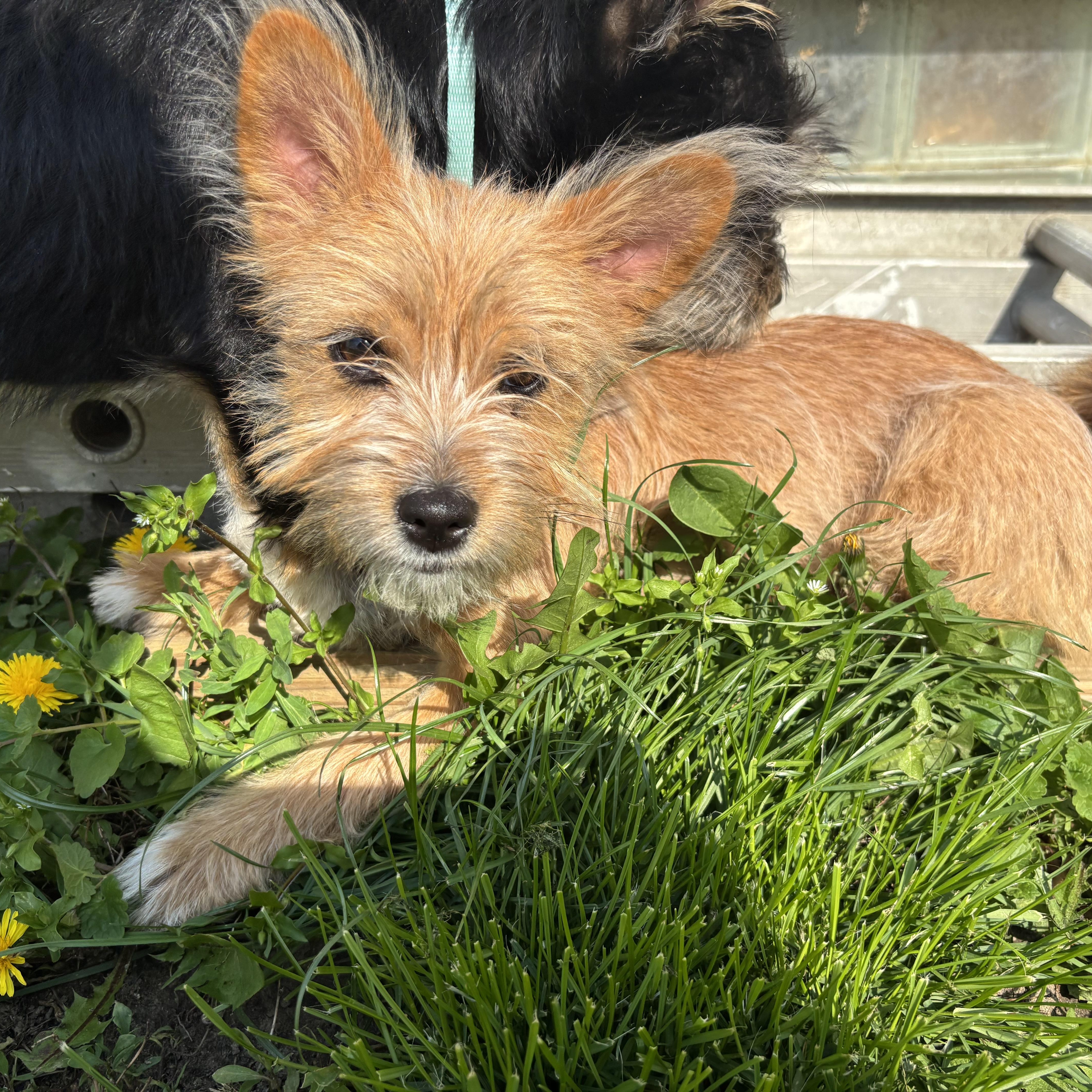 A baby small-sized female Cairn Terrier dog named Minnie for adoption in Rochester Hills, MI
