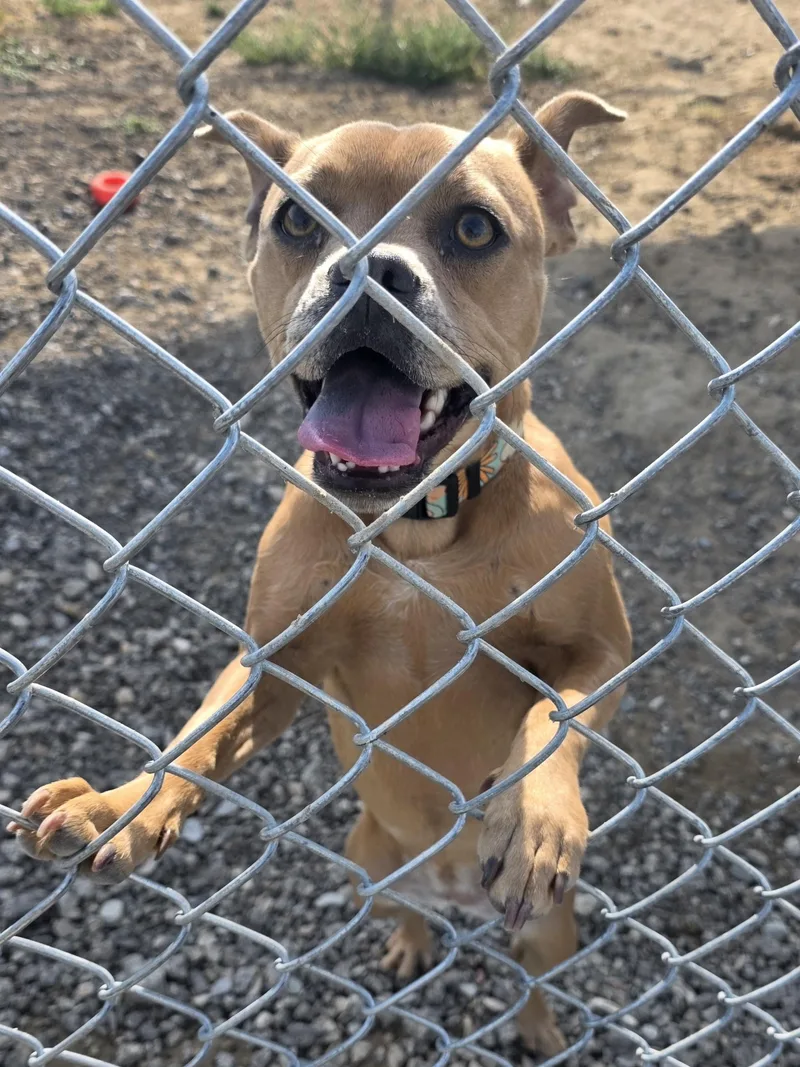 A young medium-sized female Yellow / Tan / Blond / Fawn Mixed Breed dog named Maggie for adoption in Rawlins, WY