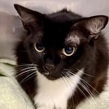 A young medium-sized female Black & White / Tuxedo Domestic Short Hair cat named Tomato for adoption in Sacramento, CA