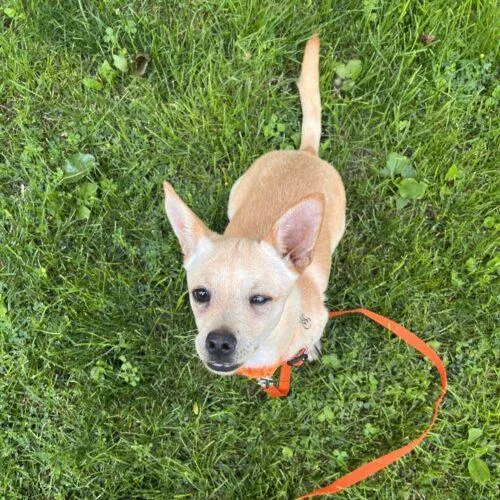 A young small-sized female Yellow / Tan / Blond / Fawn Chiweenie dog named Pumpkin Pie for adoption in Lincolnshire, IL