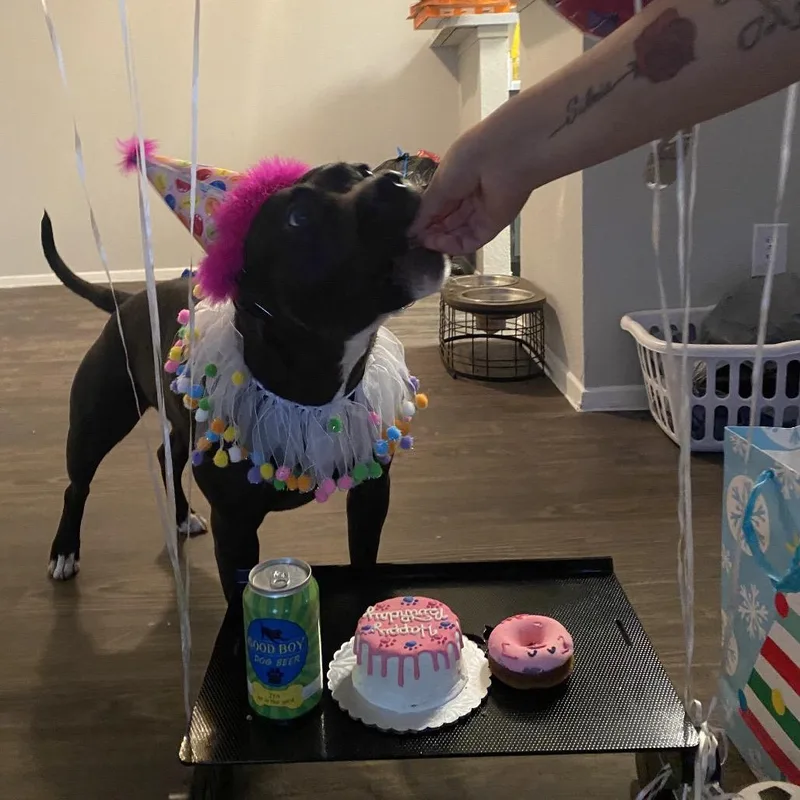 An adult large-sized female Black Pit Bull Terrier dog named Melanie for adoption in Dallas, TX