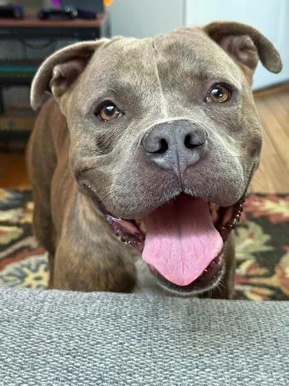 An adult large-sized male Brindle Mixed Breed dog named Felipe for adoption in Cincinnati, OH