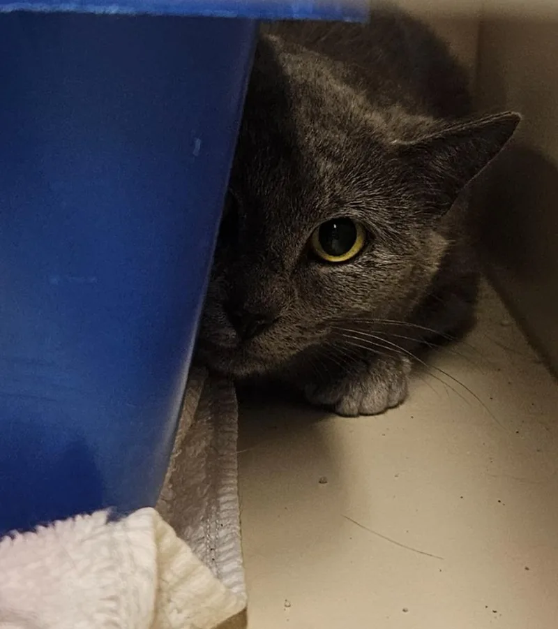 A young medium-sized female Domestic Short Hair cat named Working Cat: Hyacinth for adoption in Bloomington, IN