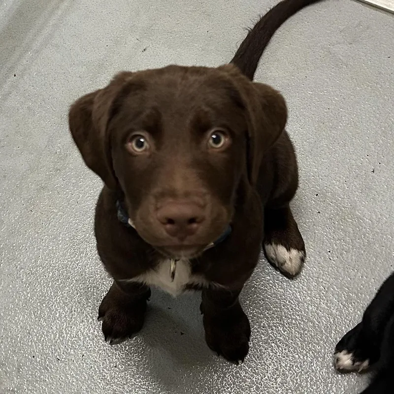 A baby large-sized male Brown / Chocolate Labrador Retriever dog named Buzz for adoption in Mason City, IA