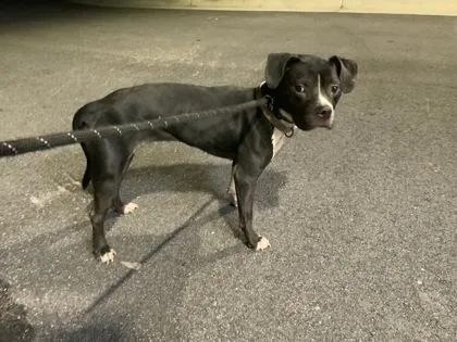 An adult medium-sized female Pit Bull Terrier dog named Nugget for adoption in Atlanta, GA