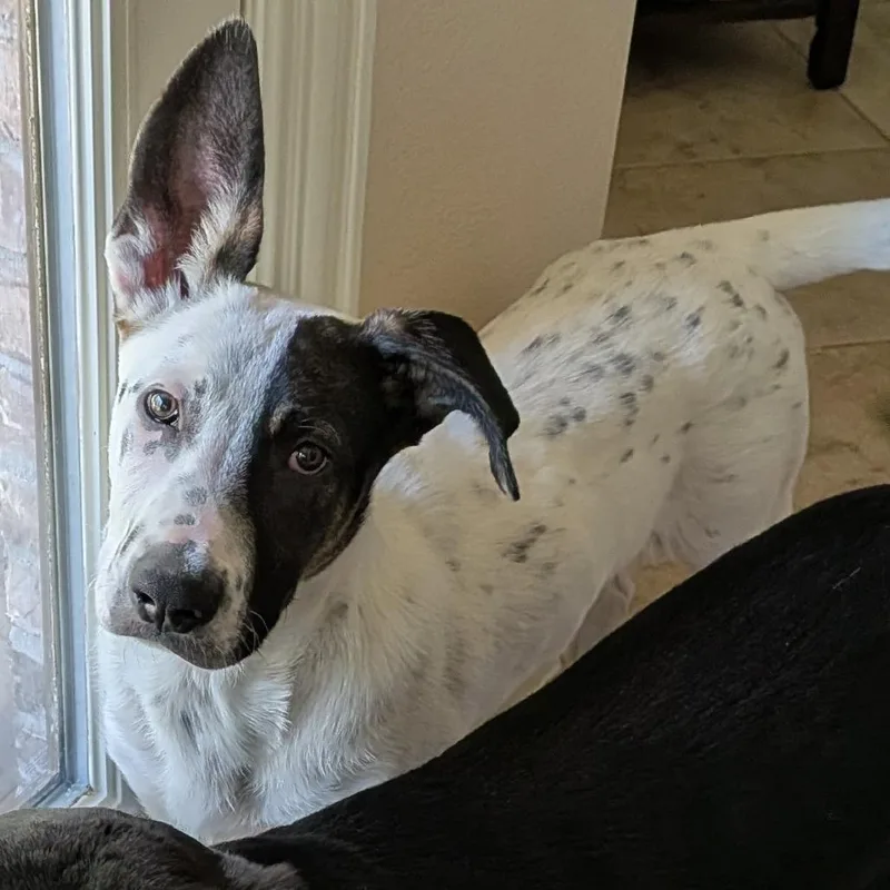 Augie