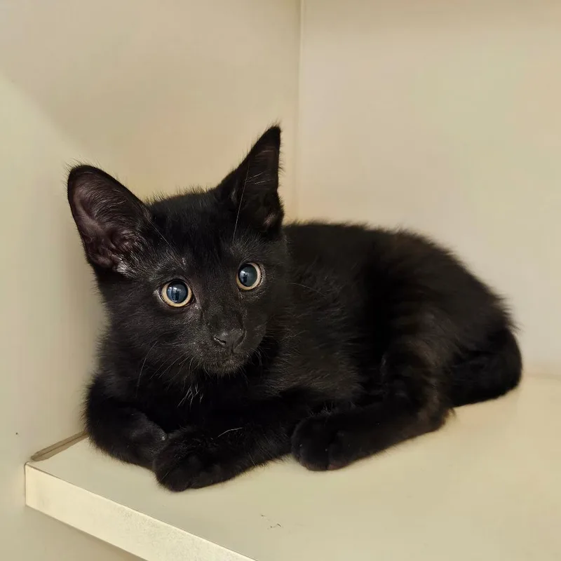 A baby small-sized male Black Domestic Short Hair cat named Callooh for adoption in Hinsdale, IL