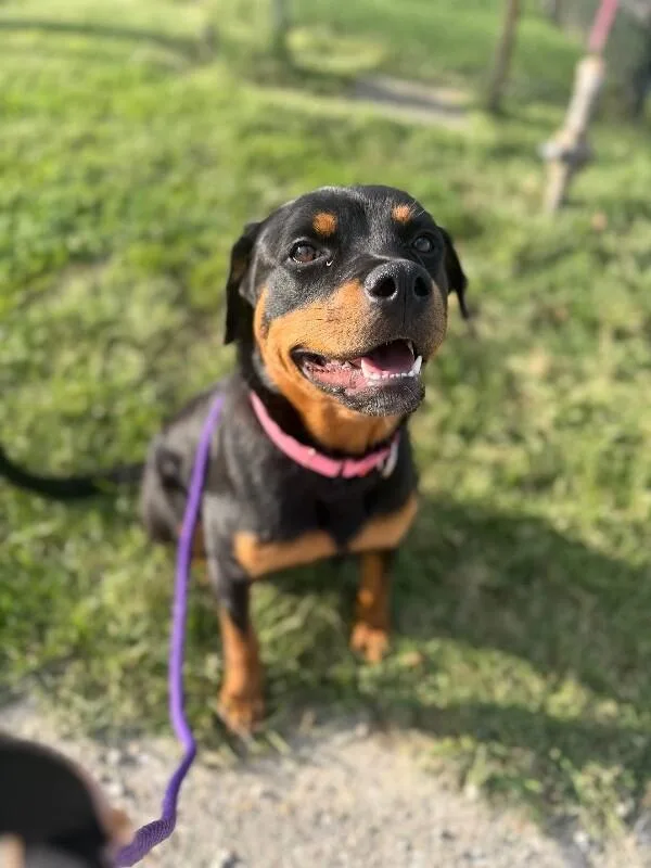 An adult large-sized female Black Mixed Breed dog named Matilda for adoption in Cincinnati, OH