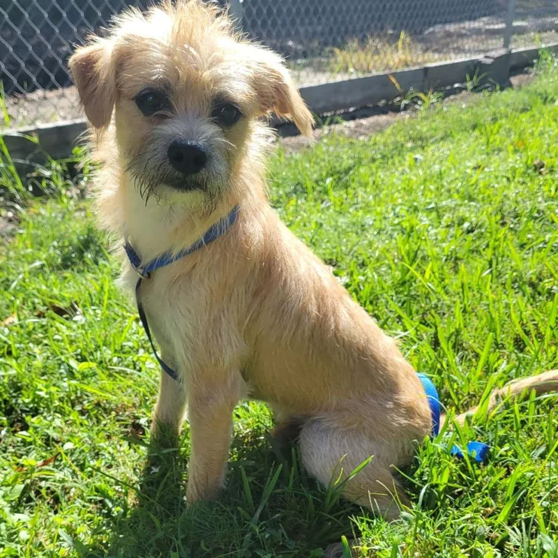 A young small-sized male White / Cream Brussels Griffon dog named Parker Von Scruffula for adoption in New Orleans, LA