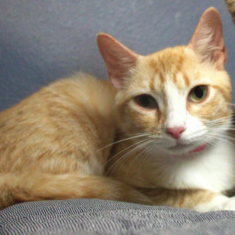 A young medium-sized female Buff / Tan / Fawn Domestic Short Hair cat named Tulip for adoption in Lakeland, FL