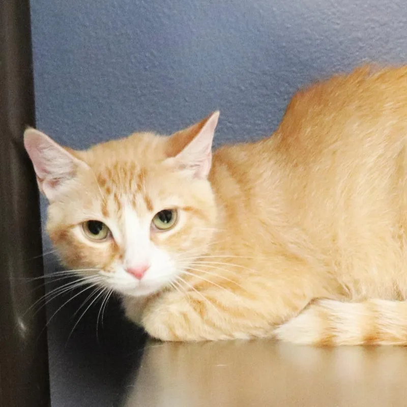 Tulip thumbnail 2