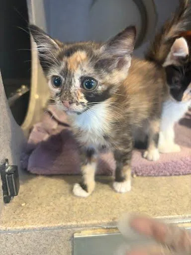 An adult small-sized female Domestic Short Hair cat named Vegas for adoption in Washington, DC