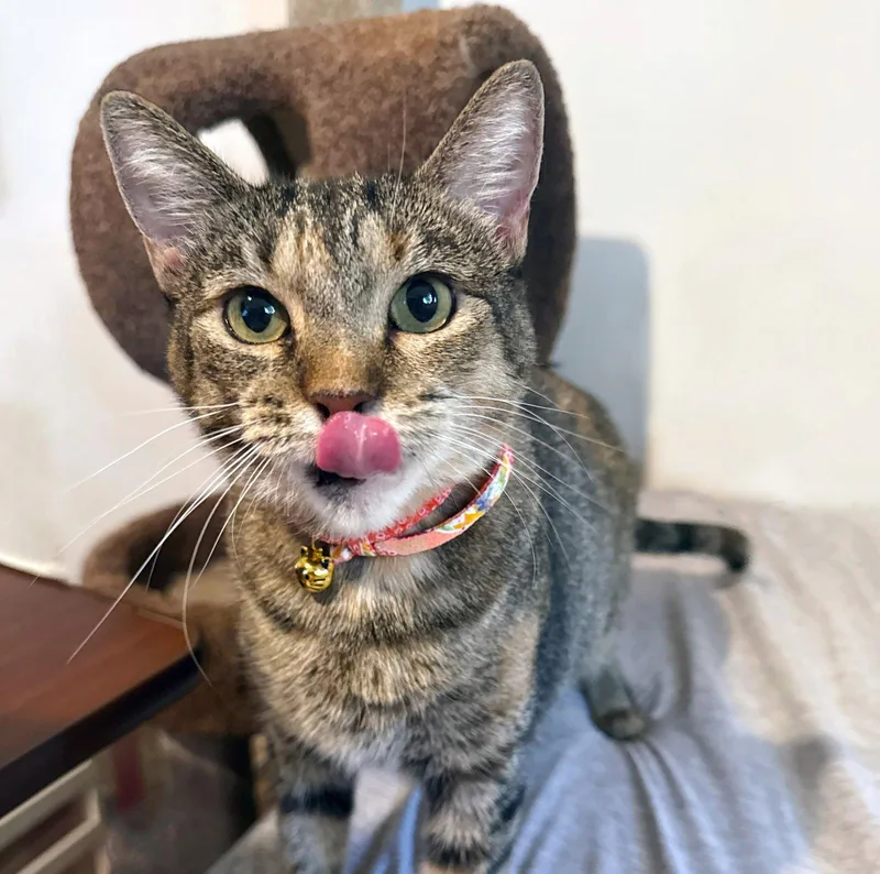 A young medium-sized female Torbie cat named Koko Krunchkoala for adoption in Houston, TX
