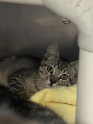 A baby small-sized female Domestic Short Hair cat named Gluten the Sensitive for adoption in Madison, NJ